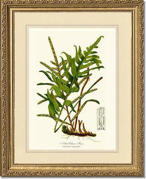 Netted Chain Fern Botanical Wall Art Print-Charting Nature