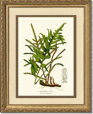 Netted Chain Fern Botanical Wall Art Print-Charting Nature