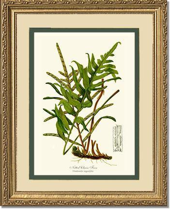 Netted Chain Fern Botanical Wall Art Print-Charting Nature