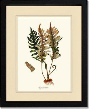 Hoary Polypody Fern Botanical Wall Art Print-Charting Nature