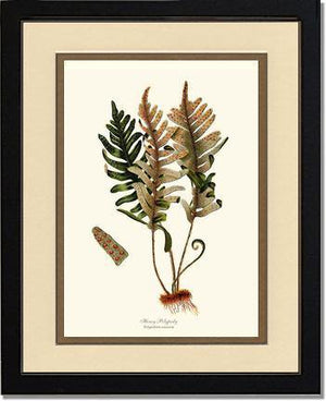 Hoary Polypody Fern Botanical Wall Art Print-Charting Nature