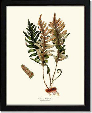 Hoary Polypody Fern Botanical Wall Art Print-Charting Nature