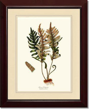 Hoary Polypody Fern Botanical Wall Art Print-Charting Nature