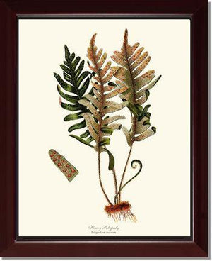 Hoary Polypody Fern Botanical Wall Art Print-Charting Nature