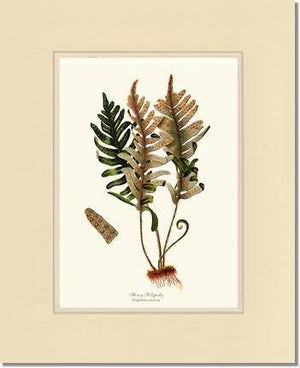 Hoary Polypody Fern Botanical Wall Art Print-Charting Nature