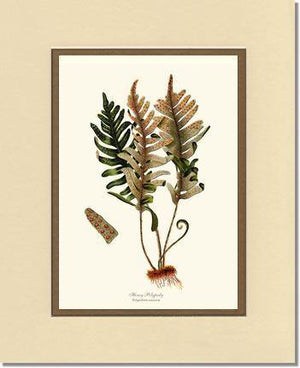 Hoary Polypody Fern Botanical Wall Art Print-Charting Nature