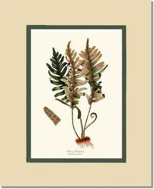 Hoary Polypody Fern Botanical Wall Art Print-Charting Nature