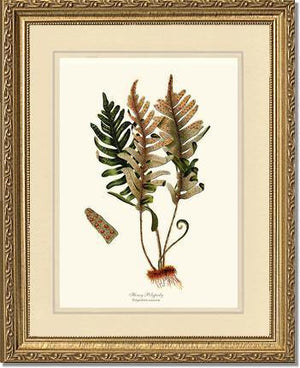 Hoary Polypody Fern Botanical Wall Art Print-Charting Nature