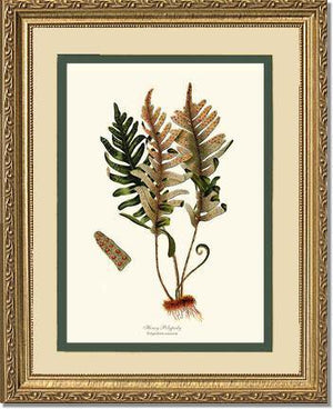 Hoary Polypody Fern Botanical Wall Art Print-Charting Nature