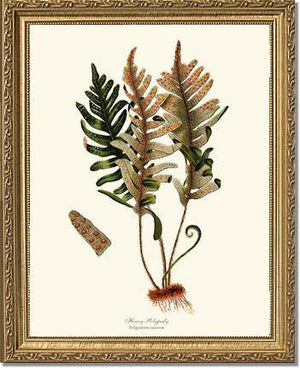 Hoary Polypody Fern Botanical Wall Art Print-Charting Nature