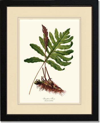 Sensitive Fern Botanical Wall Art Print-Charting Nature