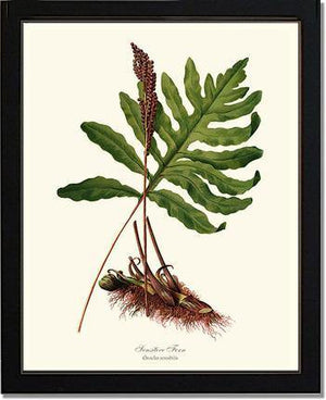 Sensitive Fern Botanical Wall Art Print-Charting Nature