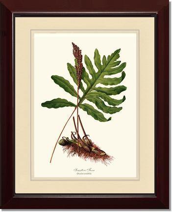 Sensitive Fern Botanical Wall Art Print-Charting Nature