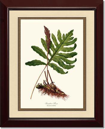 Sensitive Fern Botanical Wall Art Print-Charting Nature
