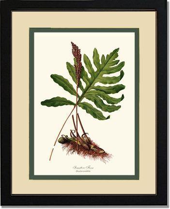 Sensitive Fern Botanical Wall Art Print-Charting Nature