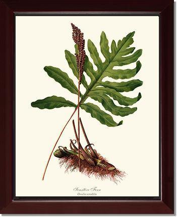 Sensitive Fern Botanical Wall Art Print-Charting Nature