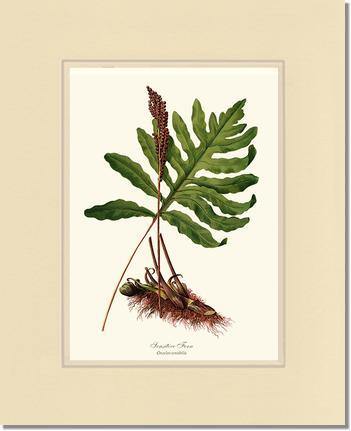 Sensitive Fern Botanical Wall Art Print-Charting Nature