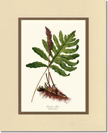 Sensitive Fern Botanical Wall Art Print-Charting Nature