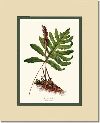 Sensitive Fern Botanical Wall Art Print-Charting Nature