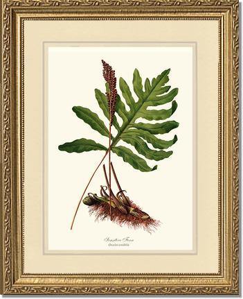 Sensitive Fern Botanical Wall Art Print-Charting Nature