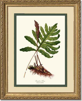 Sensitive Fern Botanical Wall Art Print-Charting Nature
