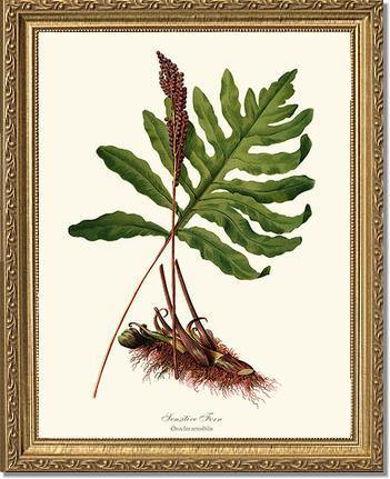 Sensitive Fern Botanical Wall Art Print-Charting Nature