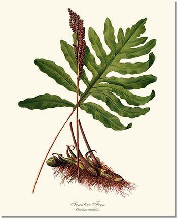 Sensitive Fern Botanical Wall Art Print-Charting Nature