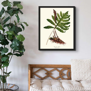 Sensitive Fern Botanical Wall Art Print-Charting Nature
