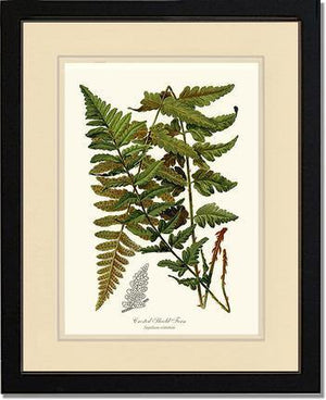 Crested Shield Fern Botanical Wall Art Print-Charting Nature