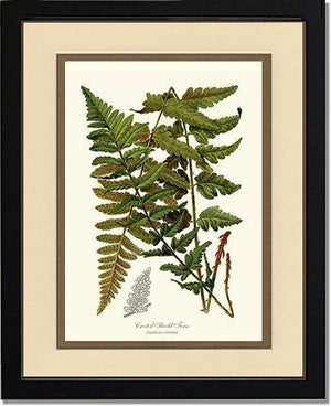 Crested Shield Fern Botanical Wall Art Print-Charting Nature