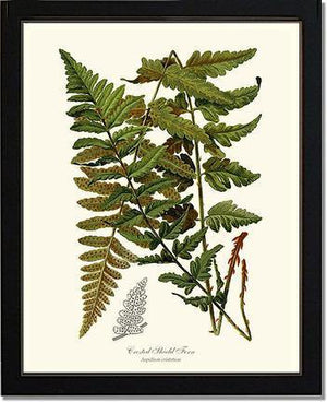 Crested Shield Fern Botanical Wall Art Print-Charting Nature