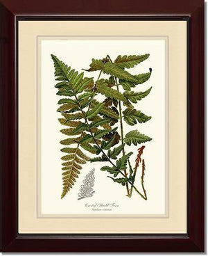 Crested Shield Fern Botanical Wall Art Print-Charting Nature