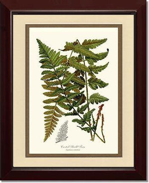 Crested Shield Fern Botanical Wall Art Print-Charting Nature