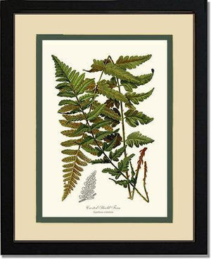 Crested Shield Fern Botanical Wall Art Print-Charting Nature