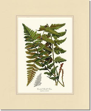 Crested Shield Fern Botanical Wall Art Print-Charting Nature