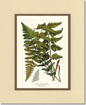 Crested Shield Fern Botanical Wall Art Print-Charting Nature