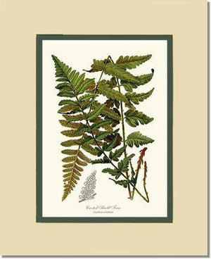 Crested Shield Fern Botanical Wall Art Print-Charting Nature