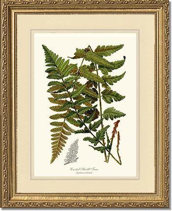 Crested Shield Fern Botanical Wall Art Print-Charting Nature