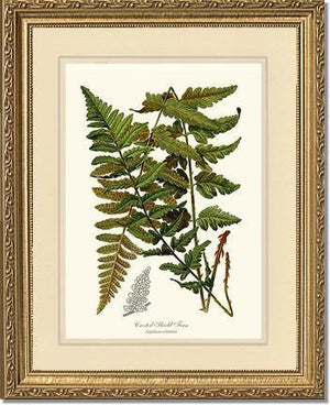 Crested Shield Fern Botanical Wall Art Print-Charting Nature