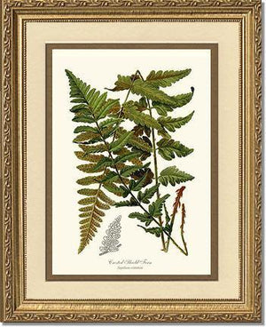 Crested Shield Fern Botanical Wall Art Print-Charting Nature