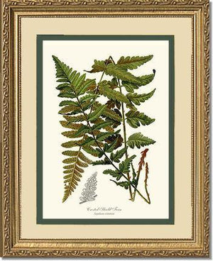 Crested Shield Fern Botanical Wall Art Print-Charting Nature