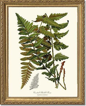 Crested Shield Fern Botanical Wall Art Print-Charting Nature