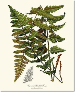Crested Shield Fern Botanical Wall Art Print-Charting Nature