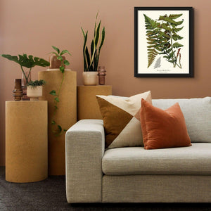 Crested Shield Fern Botanical Wall Art Print-Charting Nature