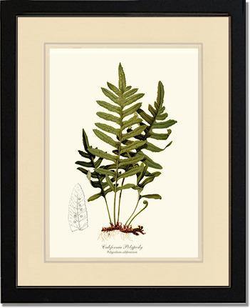 California Polypody Fern Botanical Wall Art Print-Charting Nature