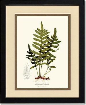 California Polypody Fern Botanical Wall Art Print-Charting Nature