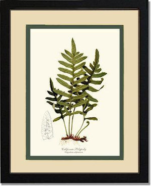 California Polypody Fern Botanical Wall Art Print-Charting Nature