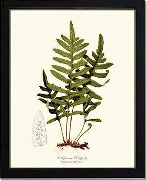 California Polypody Fern Botanical Wall Art Print-Charting Nature