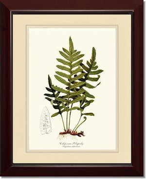 California Polypody Fern Botanical Wall Art Print-Charting Nature