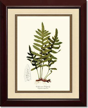 California Polypody Fern Botanical Wall Art Print-Charting Nature